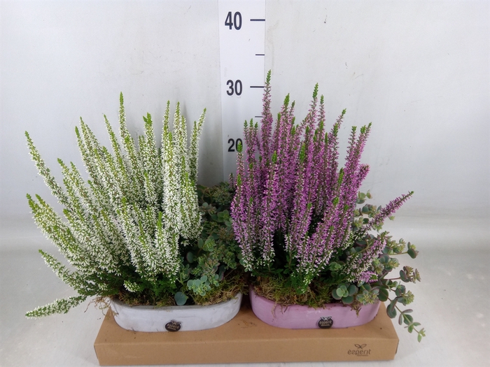 <h4>Arr.   Tuinplanten L%</h4>