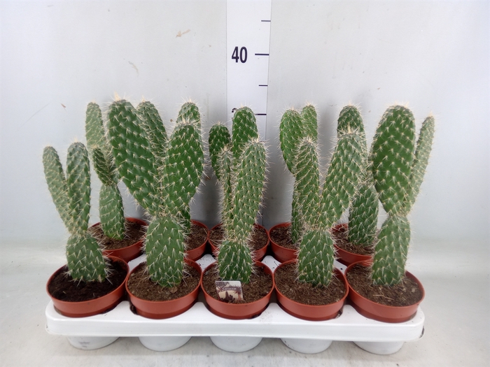 <h4>Opuntia</h4>