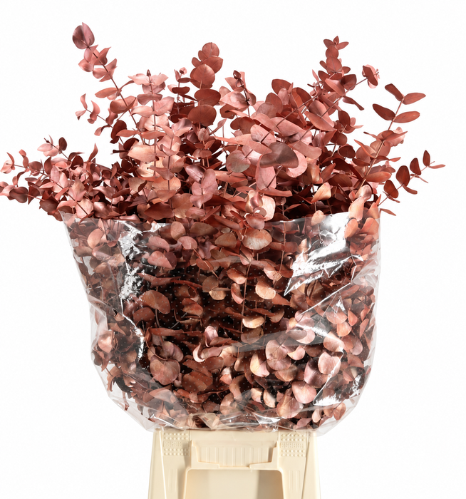 <h4>Euc. Cinerea Painted $Luxury Orange</h4>