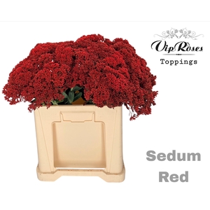 Sedum Red