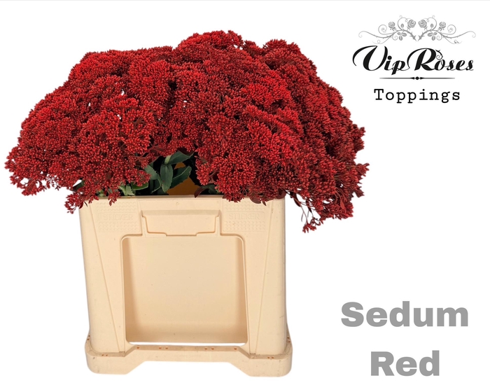 <h4>SEDUM RED</h4>