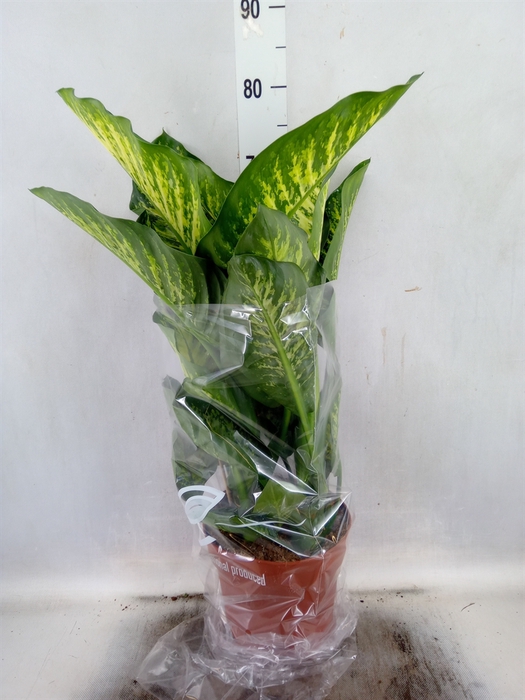 <h4>Dieffenbachia seg. 'Maroba'</h4>