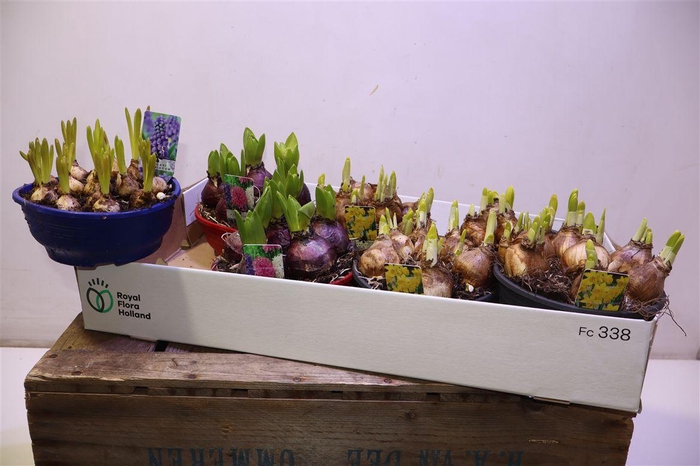 <h4>arr8 Bolbloemen Gem</h4>