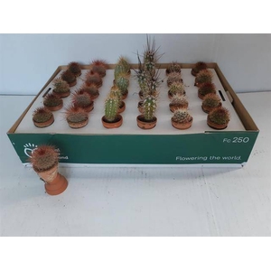 CACTUS MINI TERRACOTTA P3.5