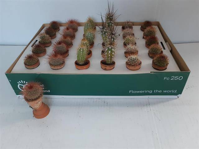 <h4>CACTUS MINI TERRACOTTA P3.5</h4>