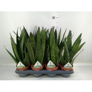 Sansevieria zeylanica