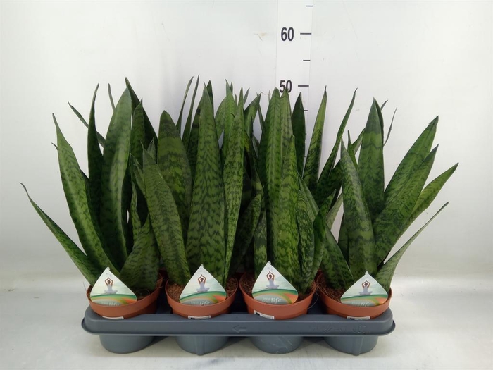 <h4>Sansevieria zeylanica</h4>