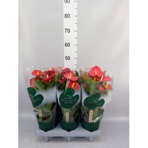 Anthurium andr. 'Aristo'