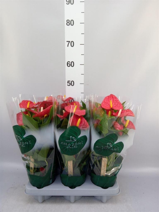 <h4>Anthurium andr. 'Aristo'</h4>