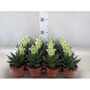 Aloe aristata 'Tiki Tahi'