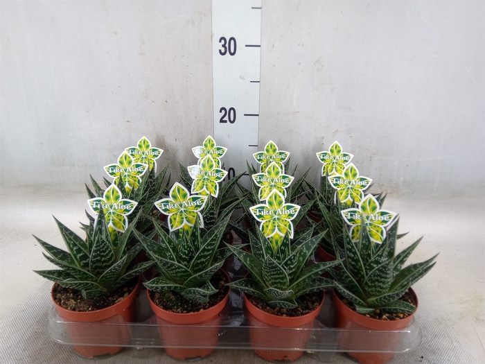 <h4>Aloe aristata 'Tiki Tahi'</h4>