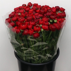 Ran El Red Extra (sal)