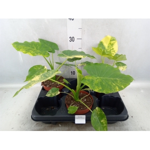 Alocasia gageana