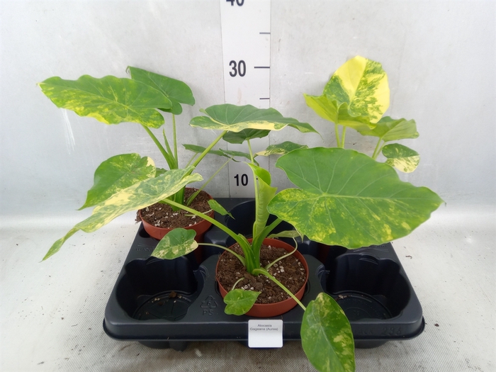 Alocasia gageana