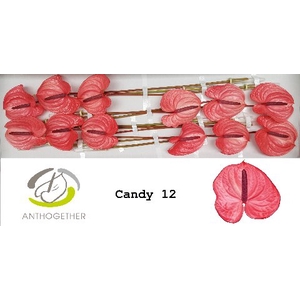 ANTH A CANDY 12