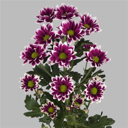 <h4>Chr T Haydar</h4>