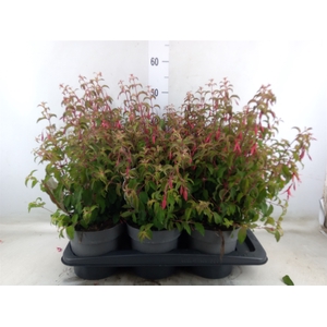 Fuchsia magellanica 'Riccartonii'