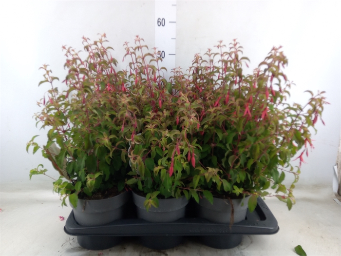 <h4>Fuchsia magellanica 'Riccartonii'</h4>