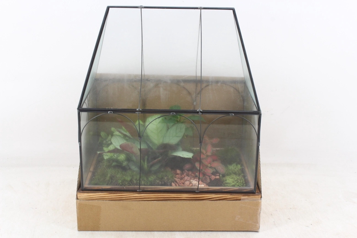<h4>arr3 WR - Terrarium Wardian case two</h4>