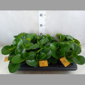 Peperomia obt. 'Green Gold'