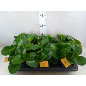 Peperomia obt. 'Green Gold'