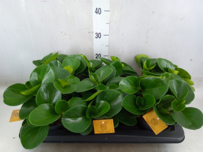 <h4>Peperomia obt. 'Green Gold'</h4>