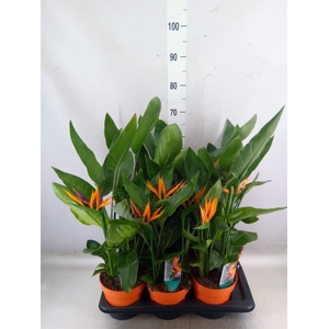 Arr.  Strelitzia L%