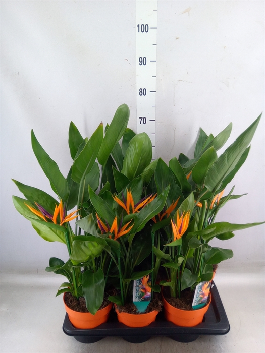 <h4>Arr.  Strelitzia L%</h4>
