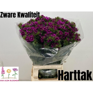 DI BARB WILL MAG BIC