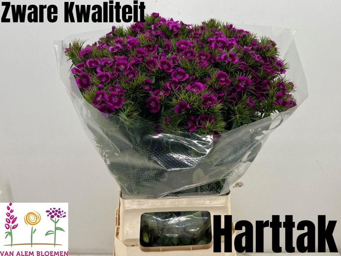 <h4>DI BARB WILL MAG BIC</h4>