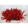 Ilex Rood
