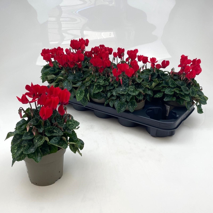 <h4>CYCL MD GARDEN</h4>