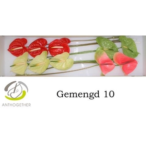 Anth A Mix 4 Colors 15 cm X10 Spek