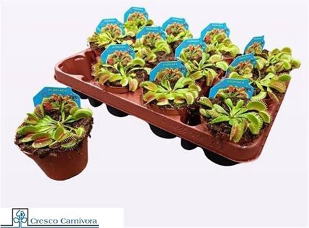 <h4>Dionaea Muscipula</h4>