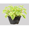PEPEROMIA SCANDENS C13