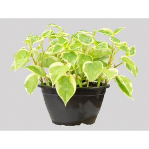 PEPEROMIA SCANDENS C13
