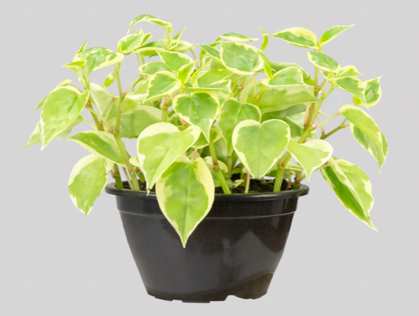 <h4>PEPEROMIA SCANDENS C13</h4>
