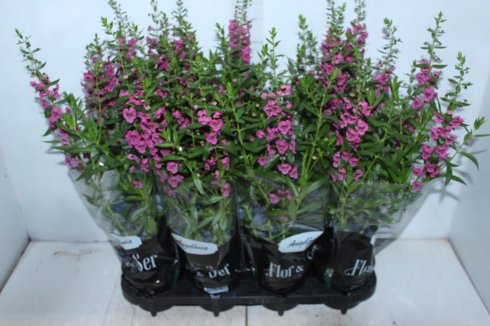 <h4>ANGELONIA P14 VARIADO</h4>
