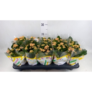 Kalanchoe blos. 'Perfecta Orange'