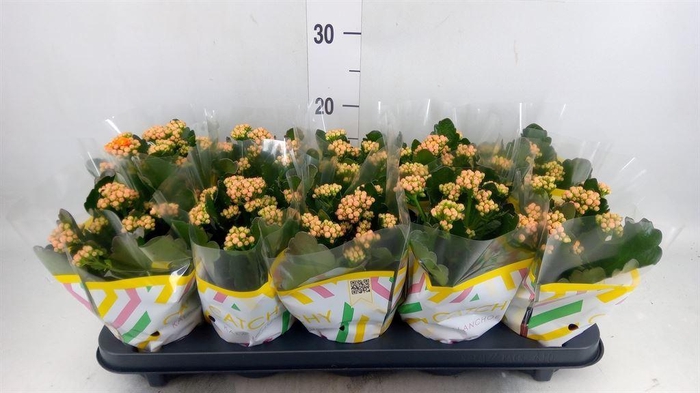 <h4>Kalanchoe blos. 'Perfecta Orange'</h4>