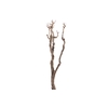 Syringa Branch Super Bizet