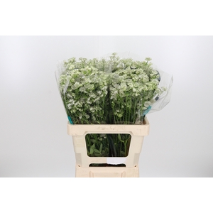 Astrantia Wit Billion Stars