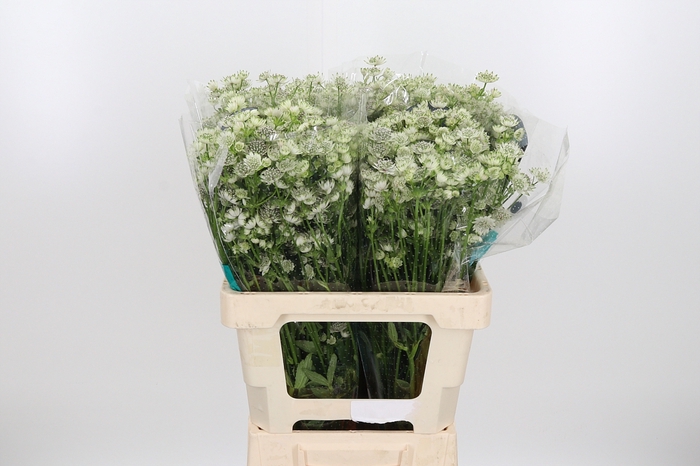 <h4>Astrantia Wit Billion Stars</h4>