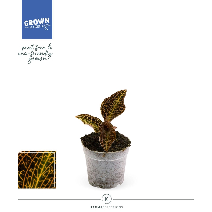 <h4>Mimesis Jewel Orchid KARMA Anoectochilus Coral - 7cm</h4>