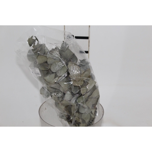 PLANTA SECA EUCALIPTO VERDE 50CM