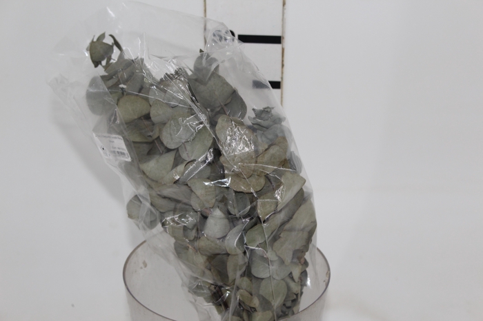 <h4>PLANTA SECA EUCALIPTO VERDE 50CM</h4>