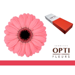 Germini Germini Jolie Doos