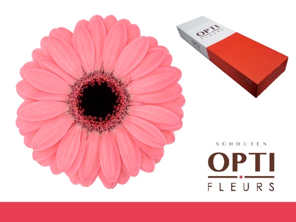 <h4>Germini Germini Jolie Doos</h4>