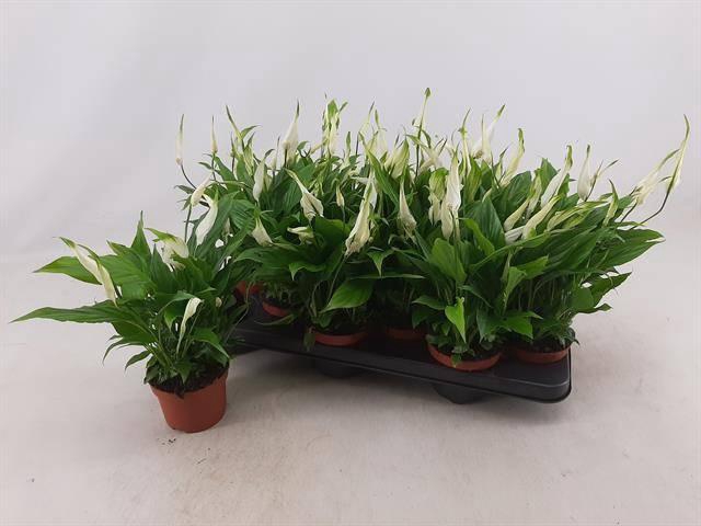 <h4>SPATH CHOPIN</h4>