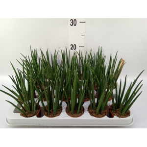 Sansevieria bacularis